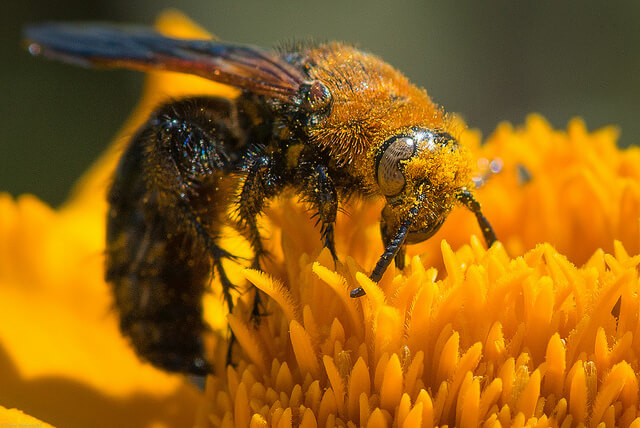 Teams can attract talent like flowers attract bees: effortlessly