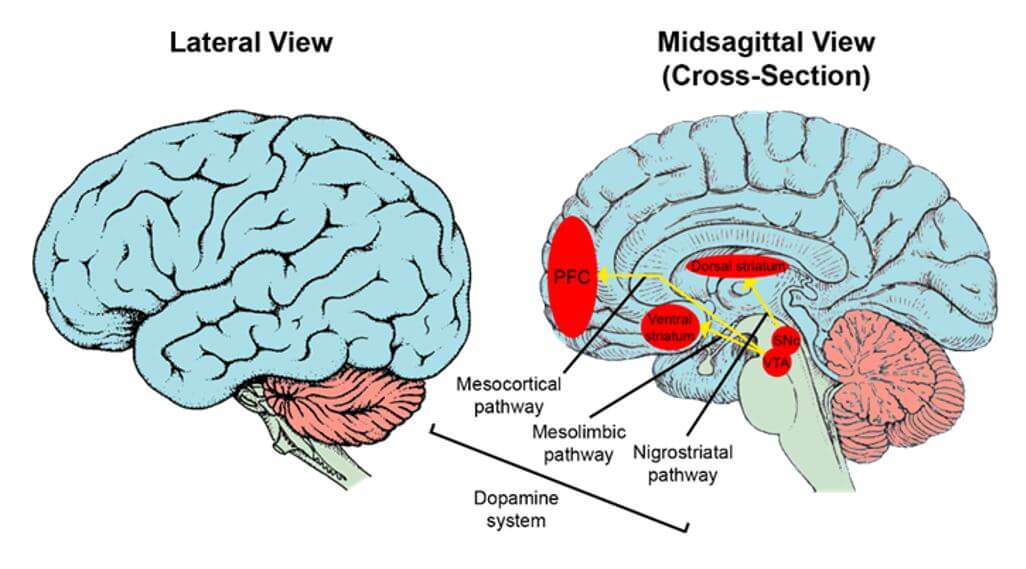 The neuroscience of psychometrics. A review of the brain’s aptitude for work.