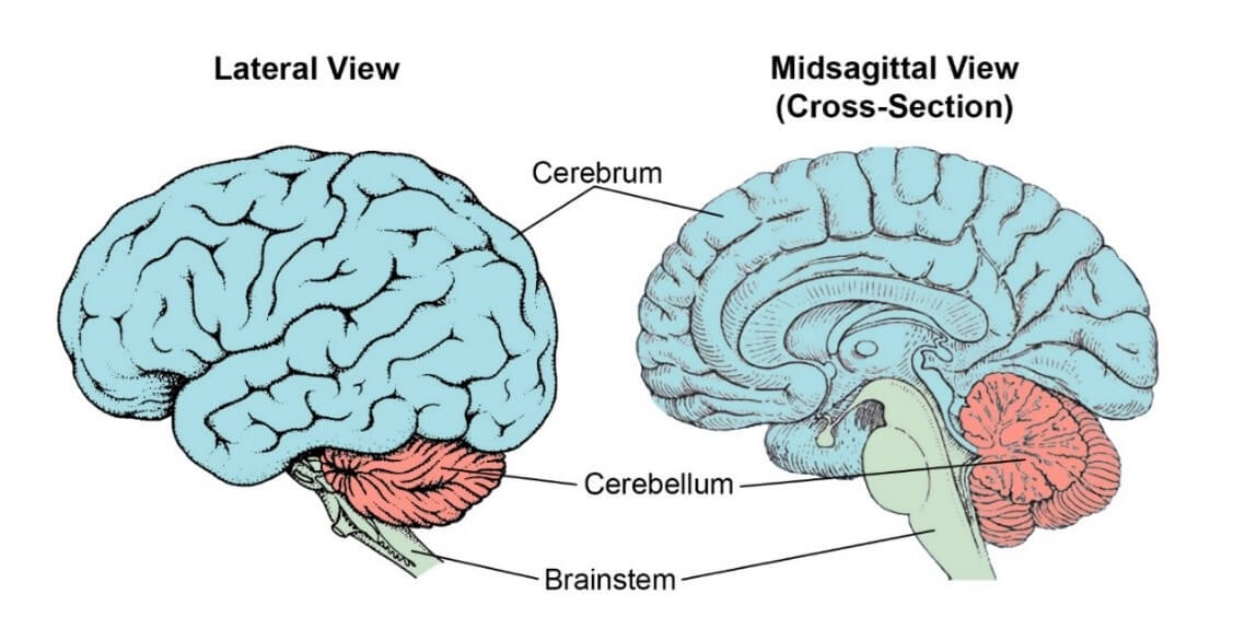 Neuroscience of Method Teaming Psychometric set